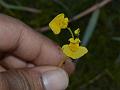 Yellow Bladderwort